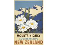 Mountain Daisy