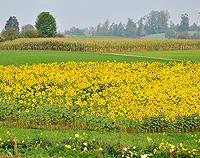 Sunflower Field - Canvas Print