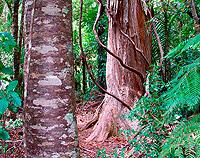 New Zealand Bush - Canvas Print