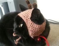 Reindeer hat for cat